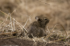 Arvicanthis abyssinicus