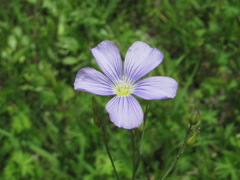 Linum nervosum