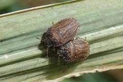 Storthecoris nigriceps