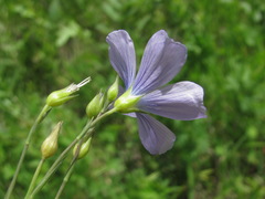 Linum nervosum