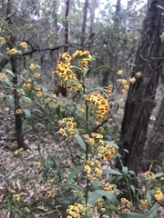 Daviesia corymbosa