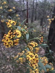 Daviesia corymbosa