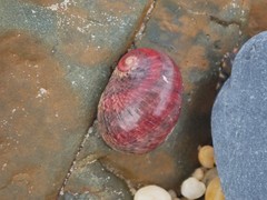 Nerita erythrostoma
