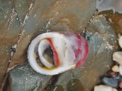 Nerita erythrostoma