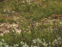 Luscinia svecica svecica