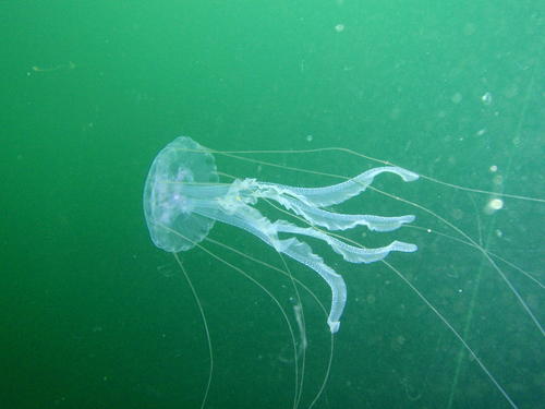 Pelagiidae