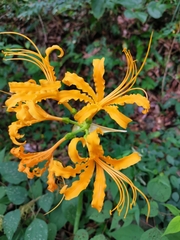 Lycoris aurea