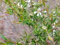Leptospermum microcarpum