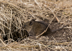 Arvicanthis abyssinicus