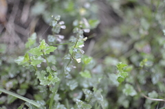 Scutellaria humilis