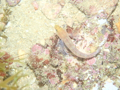 Gobius xanthocephalus