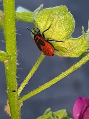 Pyrrhocoris apterus