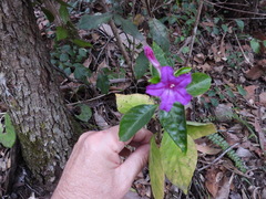 Ruellia solitaria