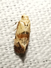 Neocochylis millierana