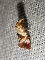 Neocochylis millierana