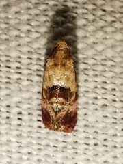 Neocochylis millierana