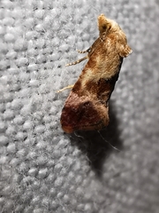 Neocochylis millierana