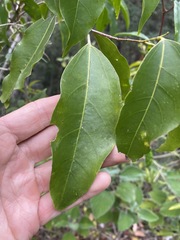Celtis paniculata