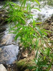 Metrosideros angustifolia