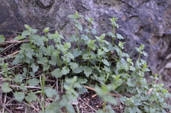 Scutellaria humilis
