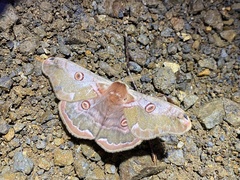Saturnia jonasii jonasii