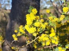Acacia pulchella