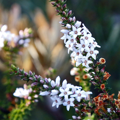 Epacris pulchella