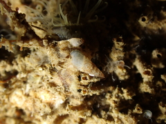 Pyramidelloidea