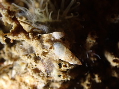 Pyramidelloidea