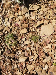 Schismus schismoides