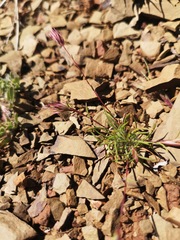 Schismus schismoides