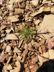 Schismus schismoides