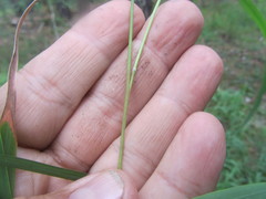 Brachypodium pinnatum