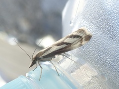 Catoptria harutai