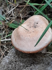Fungi
