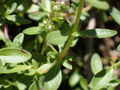 Thymus nitens