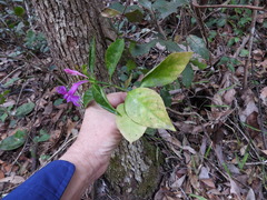 Ruellia solitaria