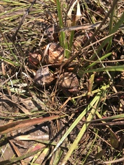 Sarracenia psittacina