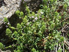 Thymus nitens