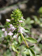Thymus nitens