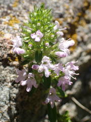 Thymus nitens