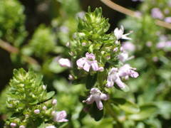 Thymus nitens
