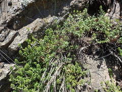Thymus nitens