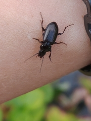 Bothriopterus