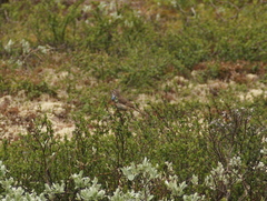 Luscinia svecica svecica