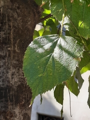Tilia euchlora
