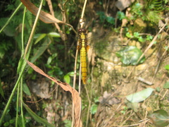 Orthetrum