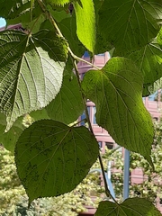 Tilia euchlora