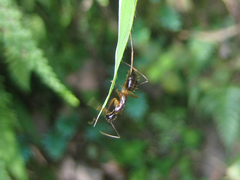 Camponotus mitis