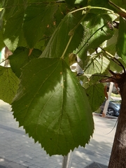 Tilia euchlora